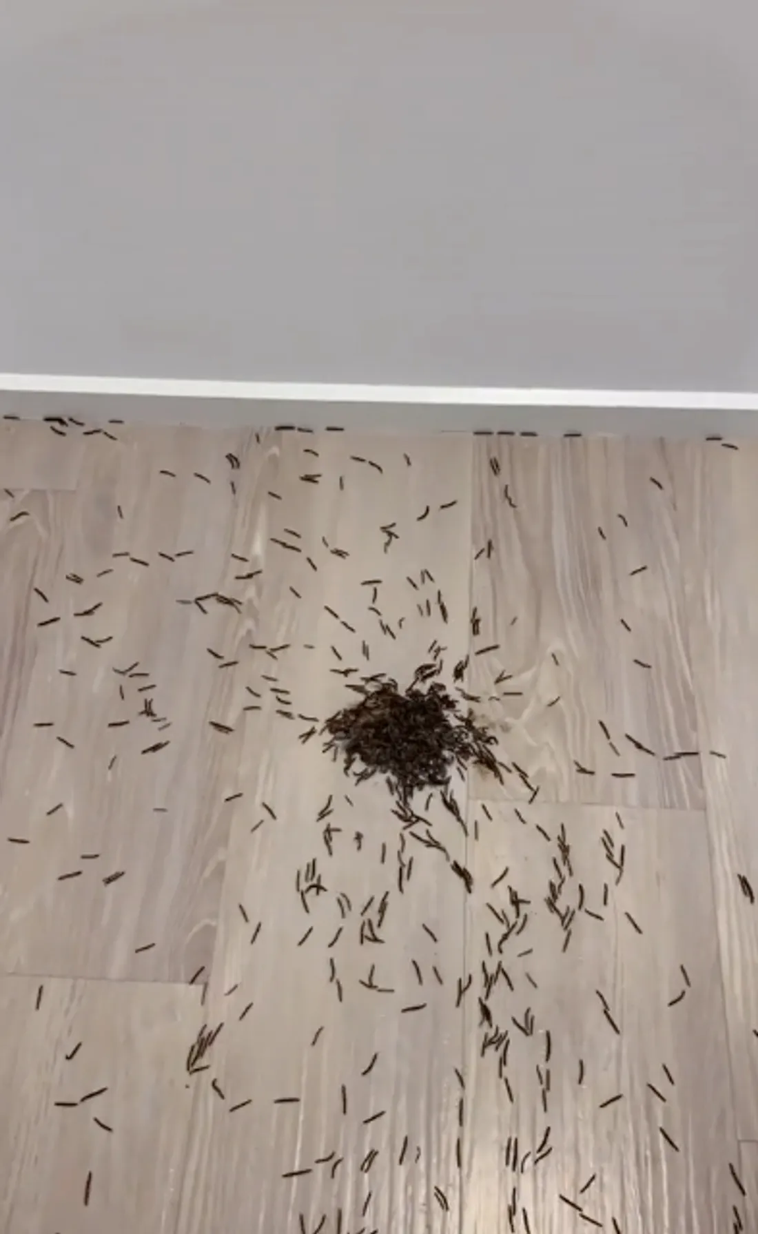 Des mille-pattes en roue libre dans une maison